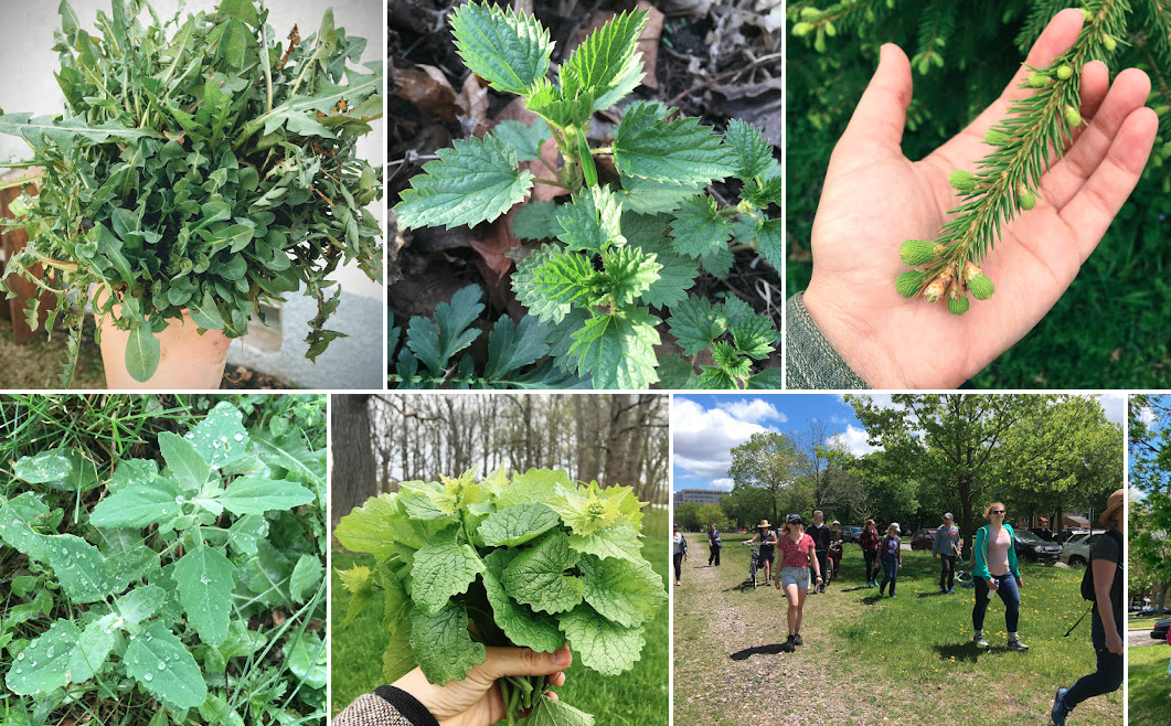 Picture for: Introduction to Foraging: Discovering Wild Foods - Intergenerational