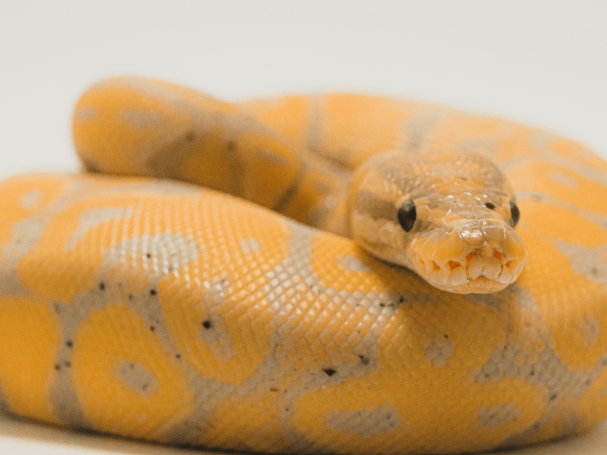 Picture for: All About Snakes: Gr. 2-6