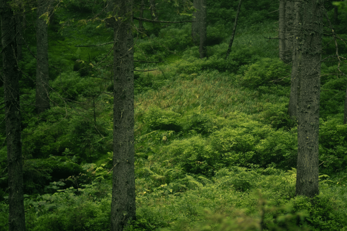 Picture for: Guided Forest Bathing