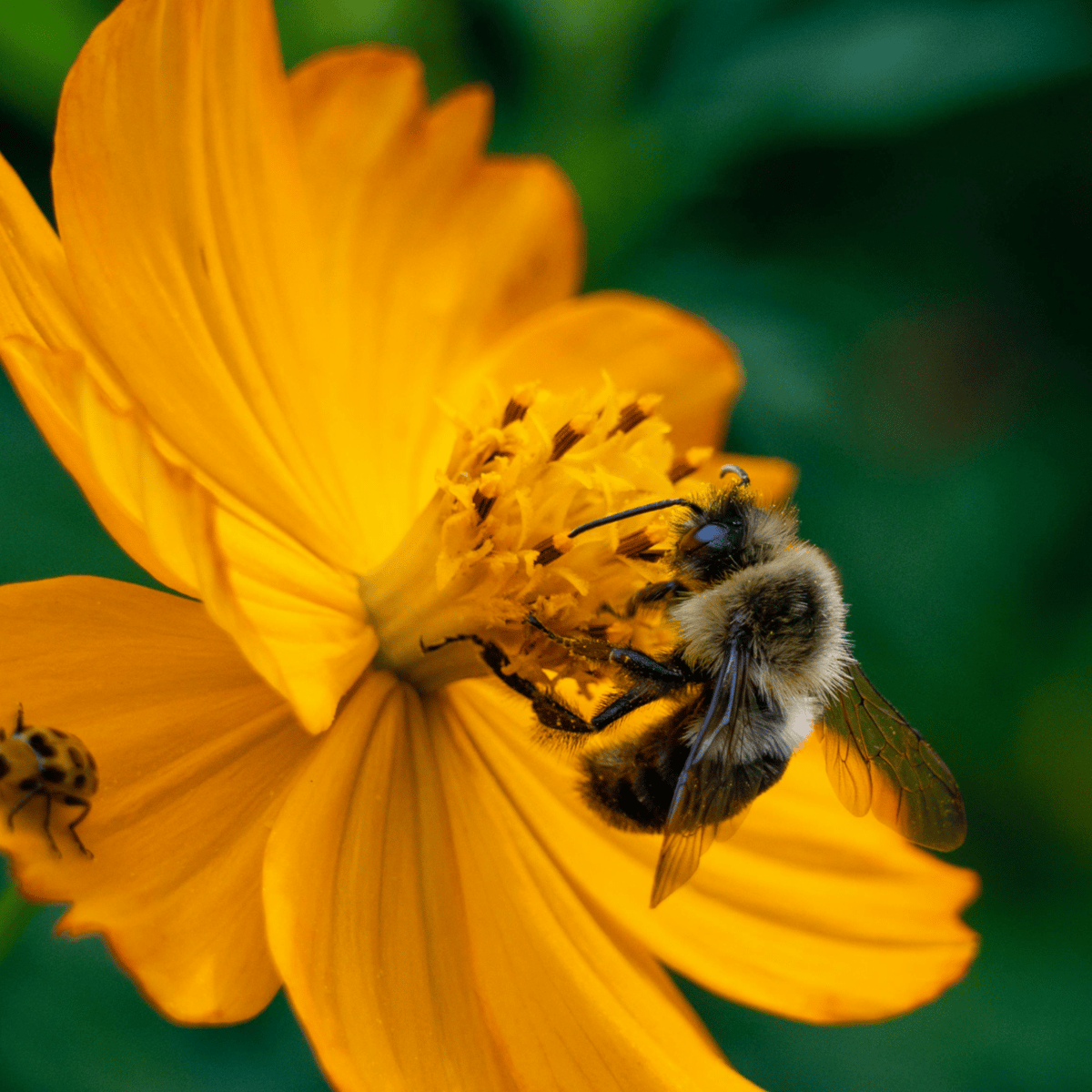 Picture for: Pollinator Path: Tour with University of St. Thomas Greenhouse Manager -  intergenerational