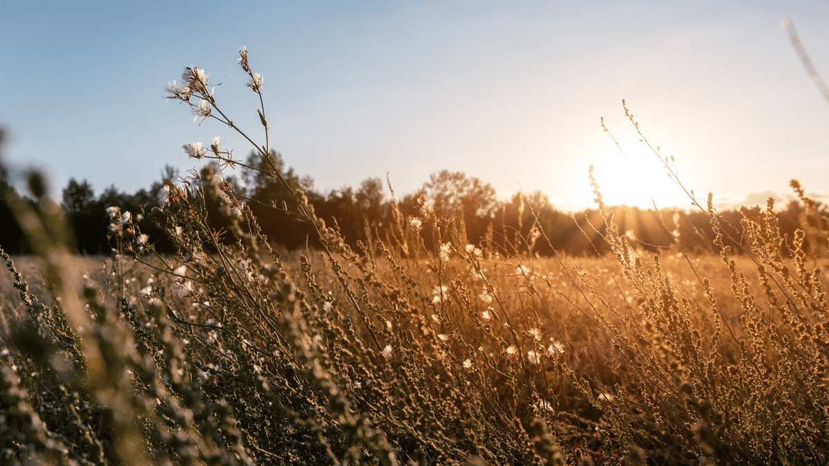 Picture for: Fall Prairie Walk