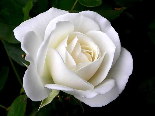 Picture for: Intro to Psychic Psychology