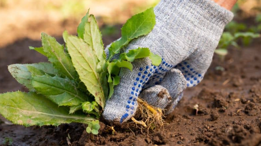 Picture for: Weeding 101