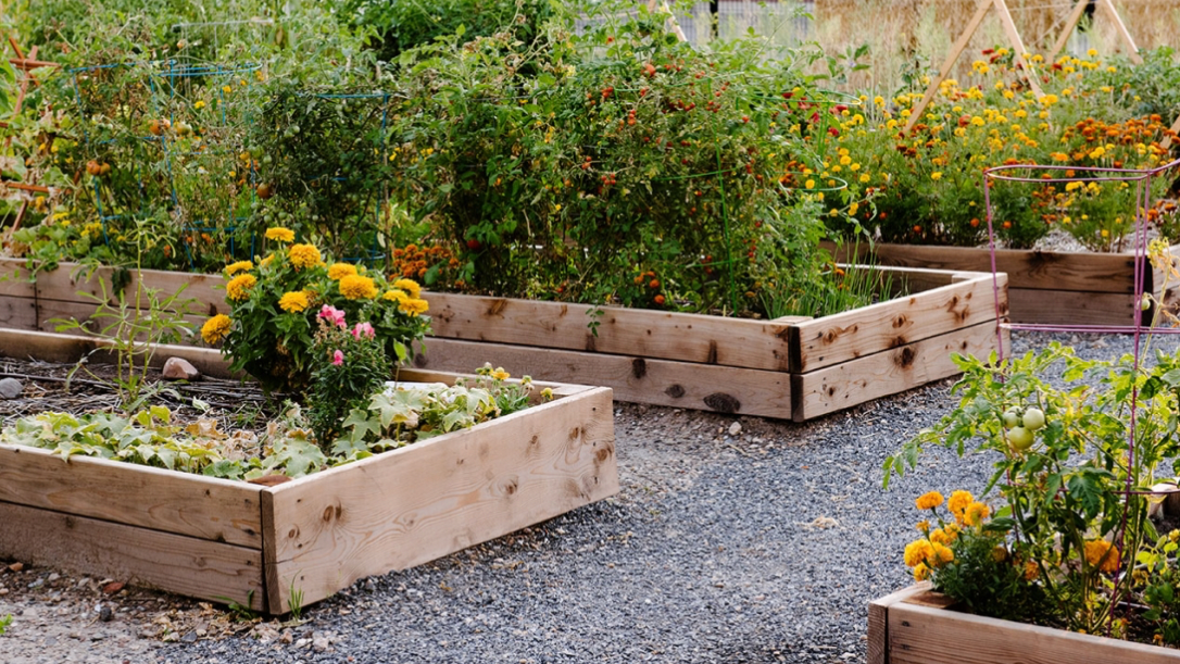 Picture for: Container Gardens 101