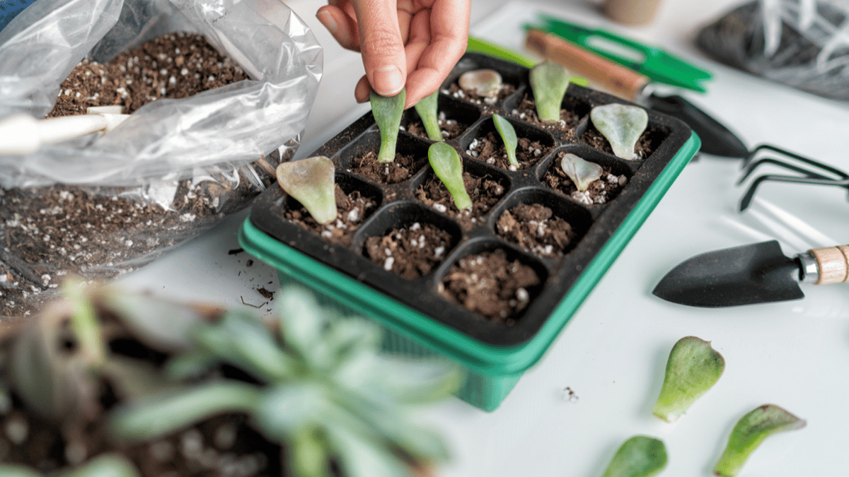 Picture for: Propagating Succulents