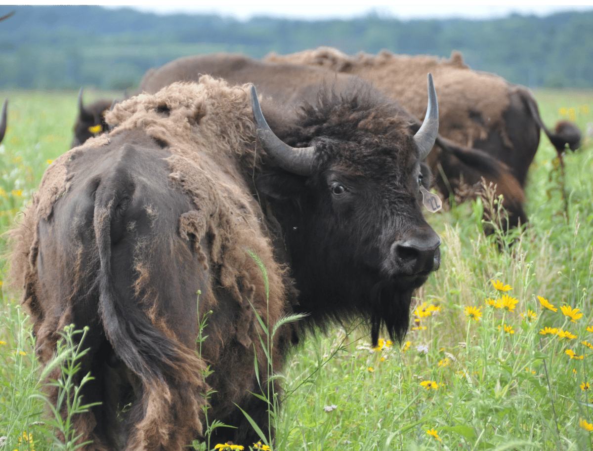 Picture for: Bison at Belwin - A Closer Look at an Iconic Animal