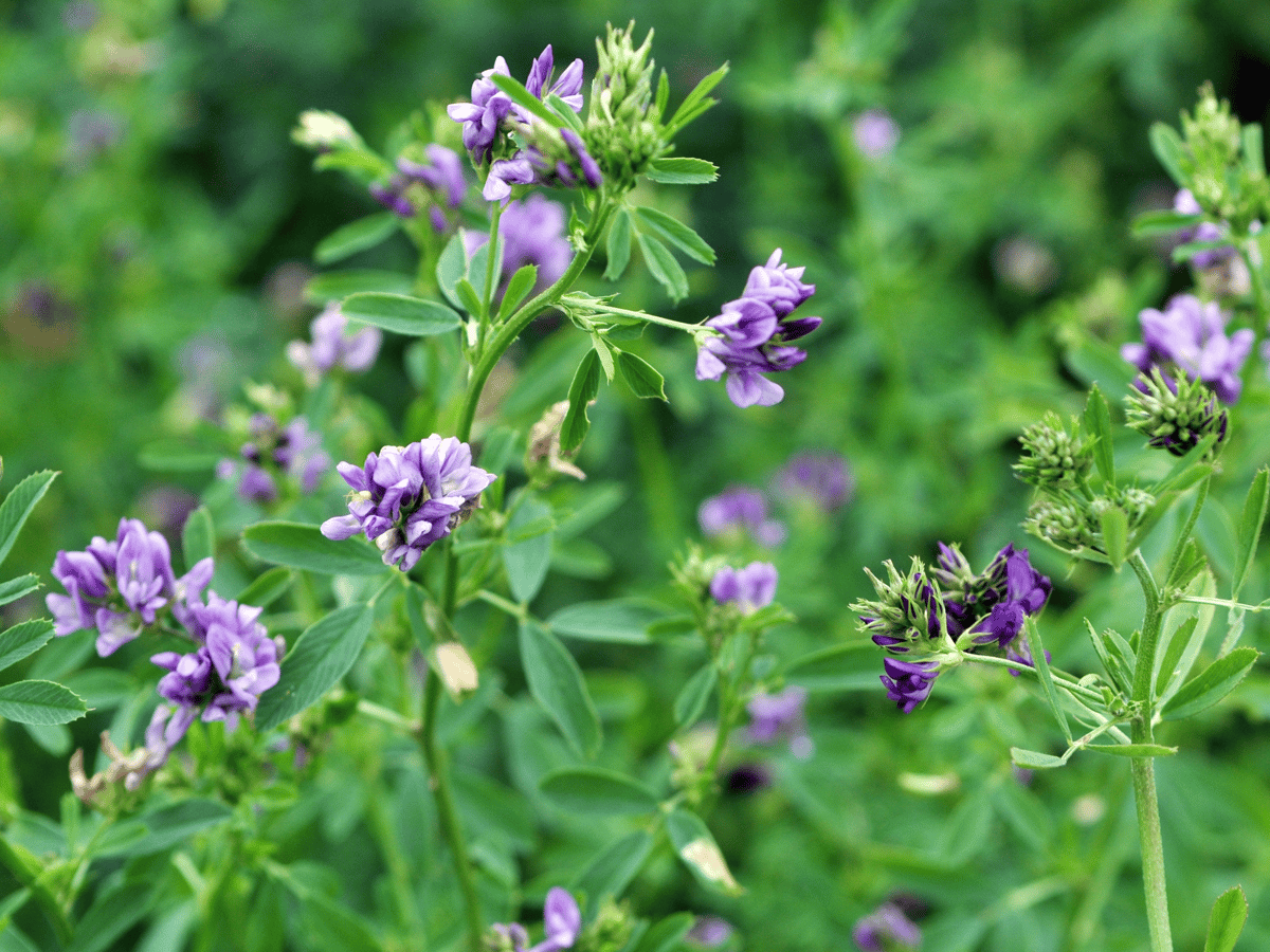 Picture for: Intro to Foraging