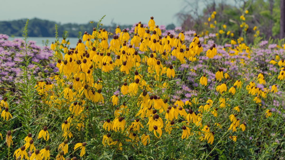 Picture for: Gardening with Native Plants
