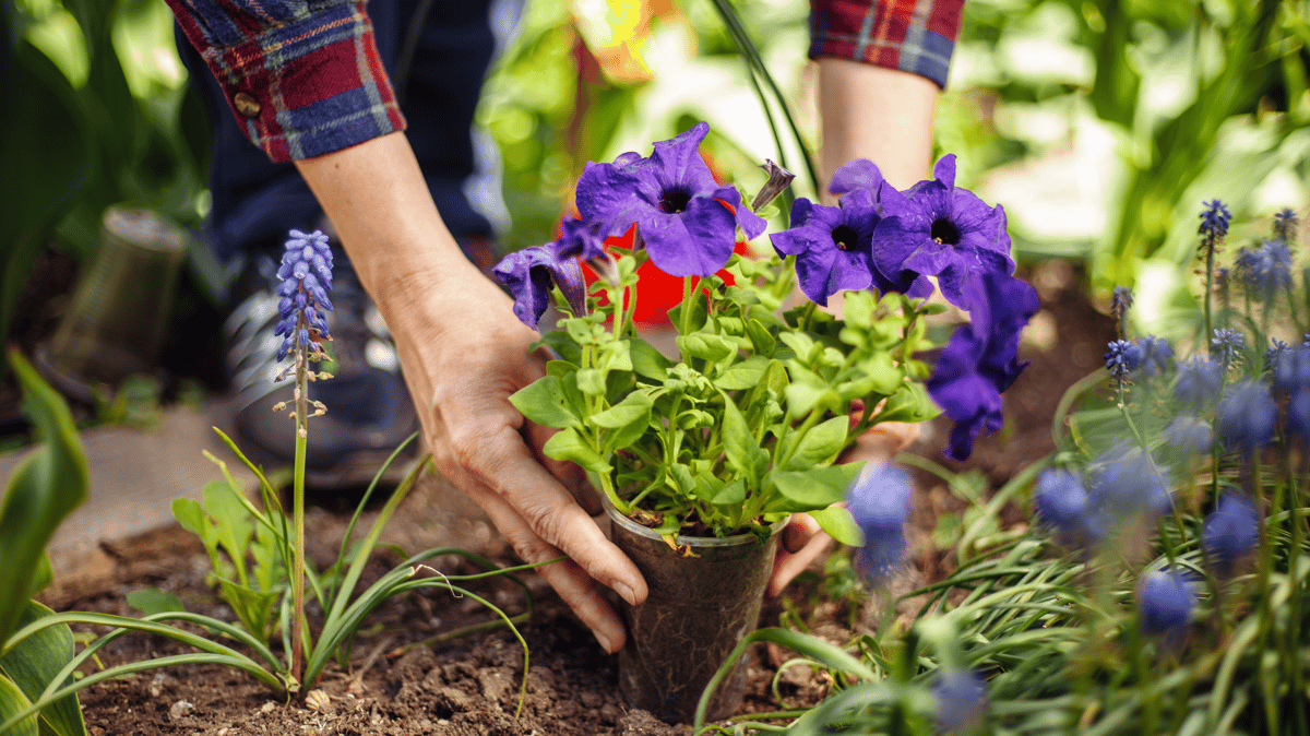 Picture for: Spring into Summer - Online Course