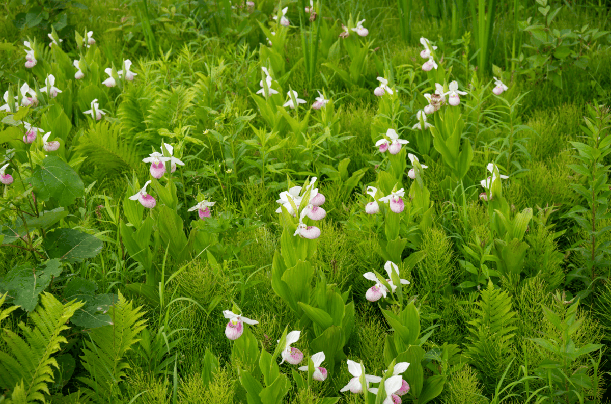 Picture for: Dakota-Led Plant Walk & Storytelling
