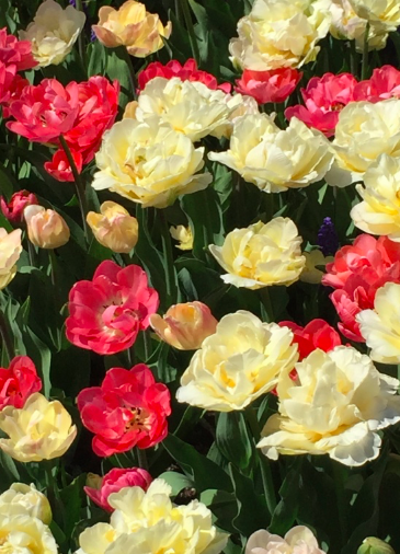 Picture for Lawn and Garden