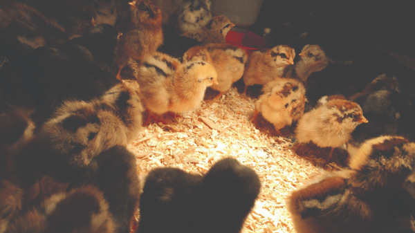 Course Backyard Chickens for Beginners image 1