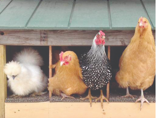 Course Backyard Chickens for Beginners image 2