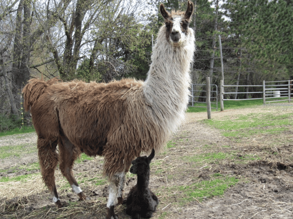 Course Carlson's "Llovable" Llama Farm Tour image 1