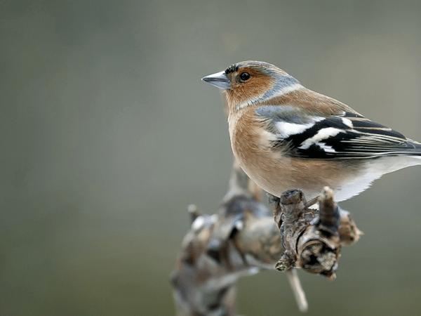 Course The Magic of Migration image 1