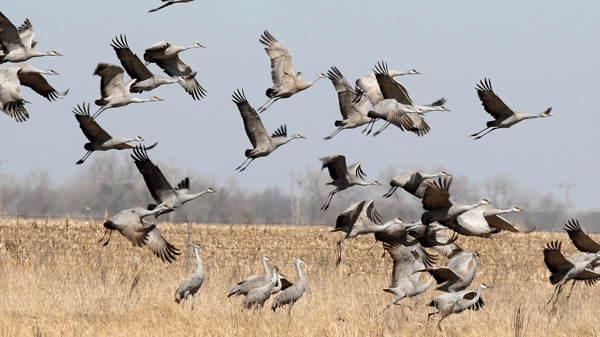 Course Birds and Bird Photography image 1