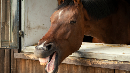 Course My Little Horse Camp (Parent/Child) image 1