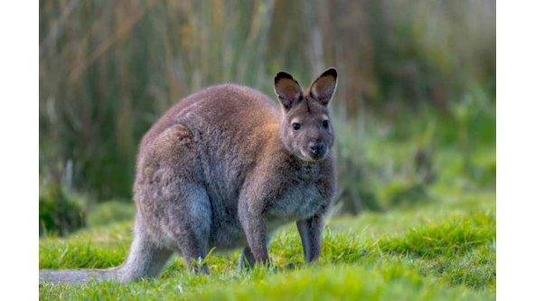 Picture for: Best of Australia & New Zealand