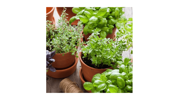 Course NEW | Growing & Using Herbs in Minnesota image 1
