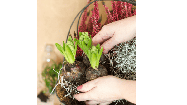 Picture for: Planting Fall Bulbs