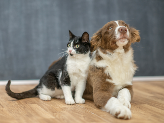 Picture for: Training Your Cat or Dog