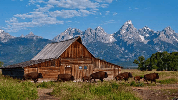 Course Yellowstone & the Wild West image 3