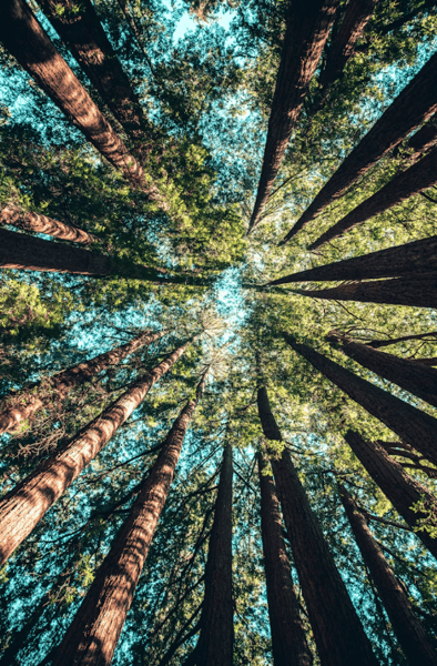 Picture for: Shinrin Yoku - Forest Bathing