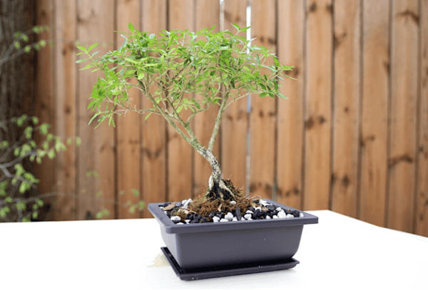 Course Intro to the Art of Bonsai image 1