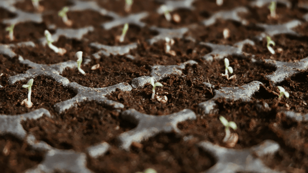 Picture for: NEW | Seed Saving