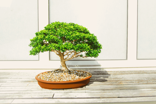 Picture for: Intro to the Art of Bonsai