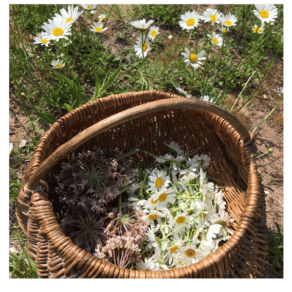 Course Urban Foraging Workshop image 1