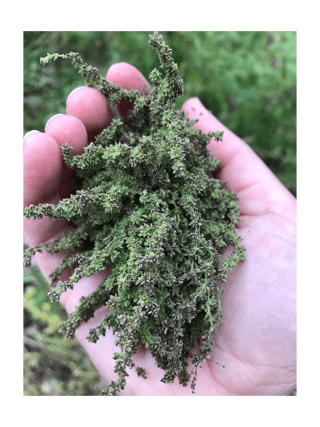 Course Fall Foraging image 1