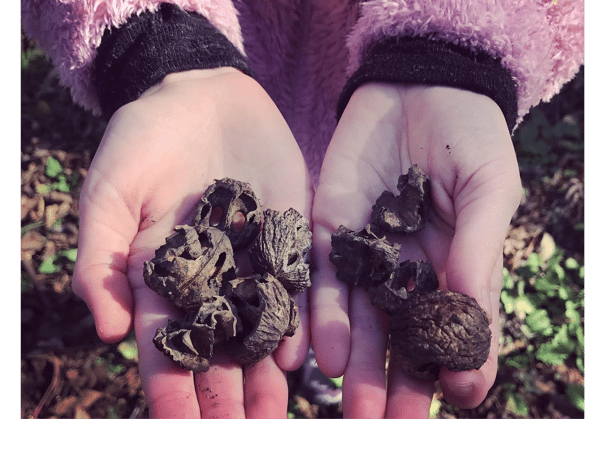 Course Fall Foraging image 3