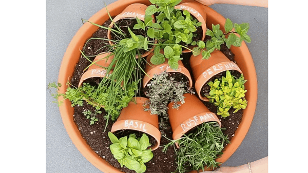 Picture for: Table Top Herb Garden