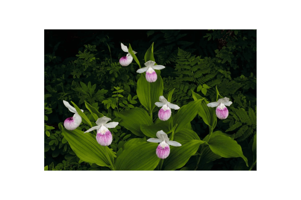 Picture for: Wild Orchids of the Minnesota Arrowhead