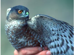 Picture for: Birds & Beyond: A Day of Discovery at Hawk Ridge!