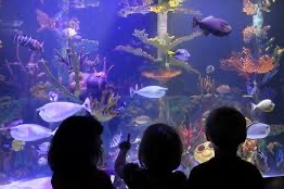 Picture for: Duluth Aquarium Adventures!