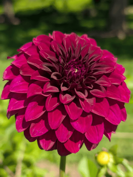 Picture for: Dahlia Growing Workshop