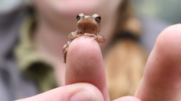 Course Frogs & Toads with Ms. Flynn image 1