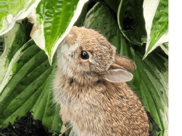 Picture for: Managing and Minimizing Wildlife Damage