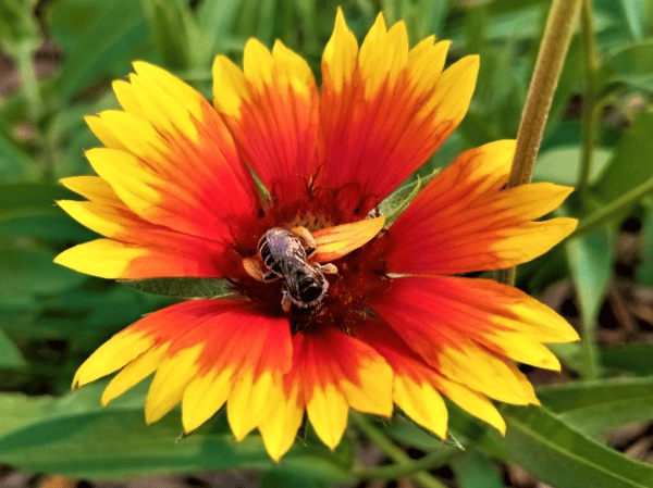 Picture for: Fall Native Perennial Planting