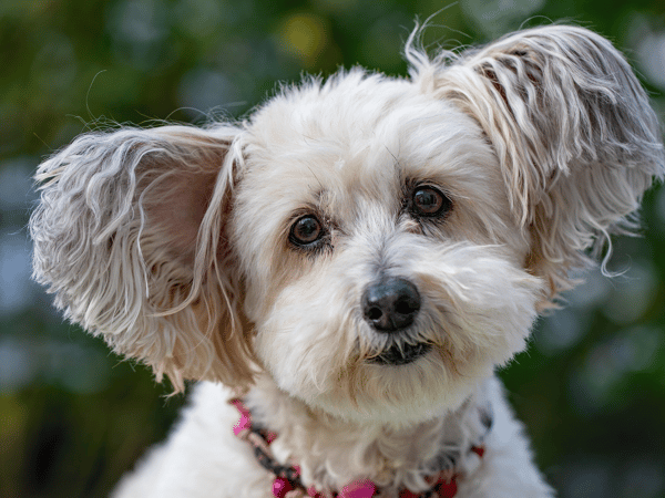 Picture for: Dog Training: Canine Basic Manners