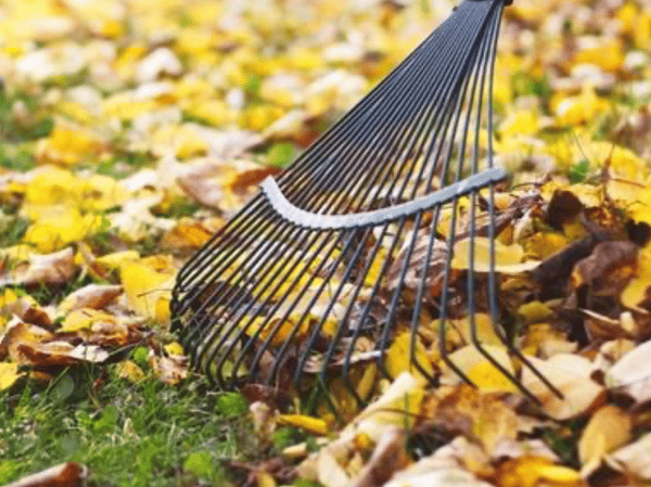 Picture for: Fall Lawn Care