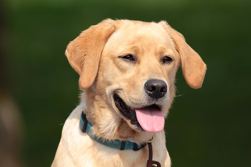 Picture for Beginner Dog Obedience