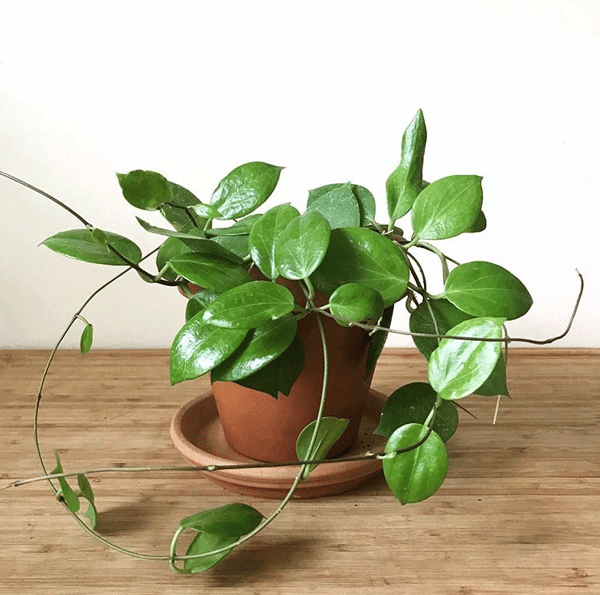 Course Let's Propagate Plants! image 1