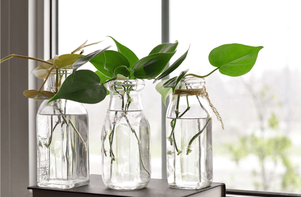 Picture for: Let's Propagate Plants!