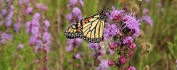 Picture for: Enrichment