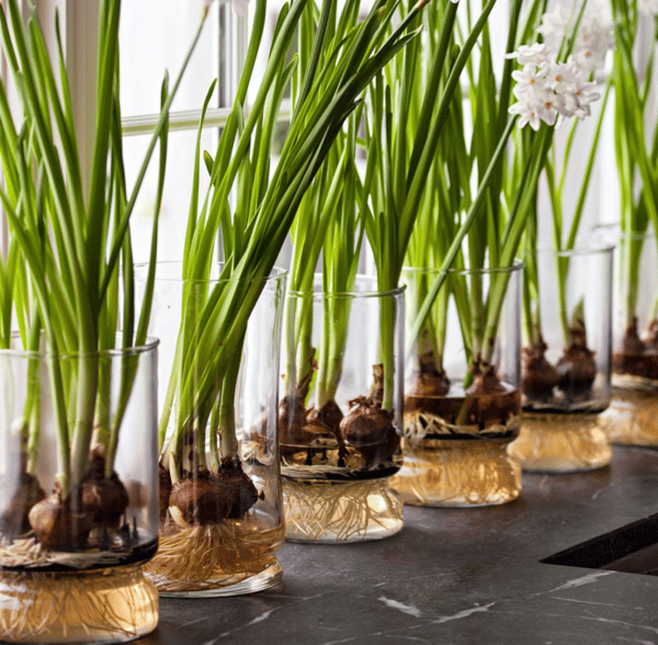 Picture for: Spring Bulb Planter