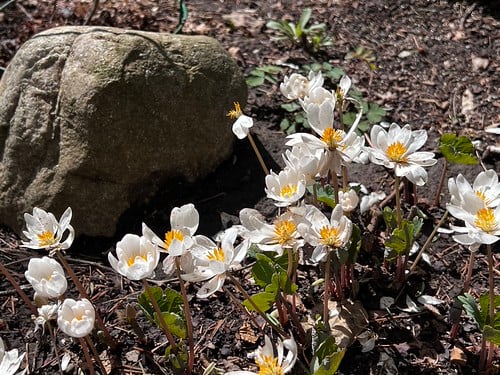 Picture for: Garden Adventures