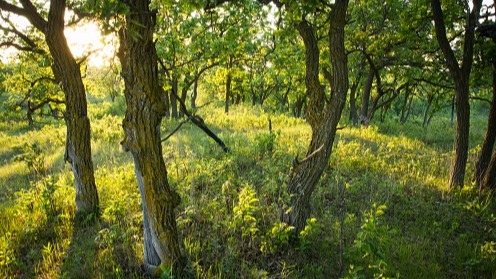 Picture for: Journey into Hunting: A Confident and Prepared Path for Women